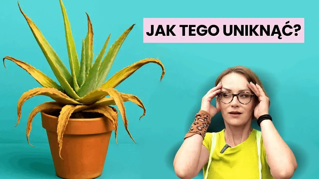 Jak sadzić aloes w doniczce, aby uniknąć najczęstszych błędów