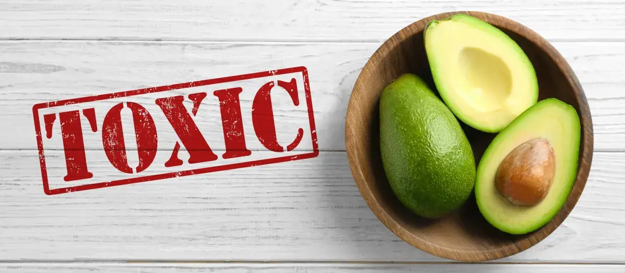 Przyprawy dla psa: Bezpieczne zioła i toksyczne zagrożenia Poradnik