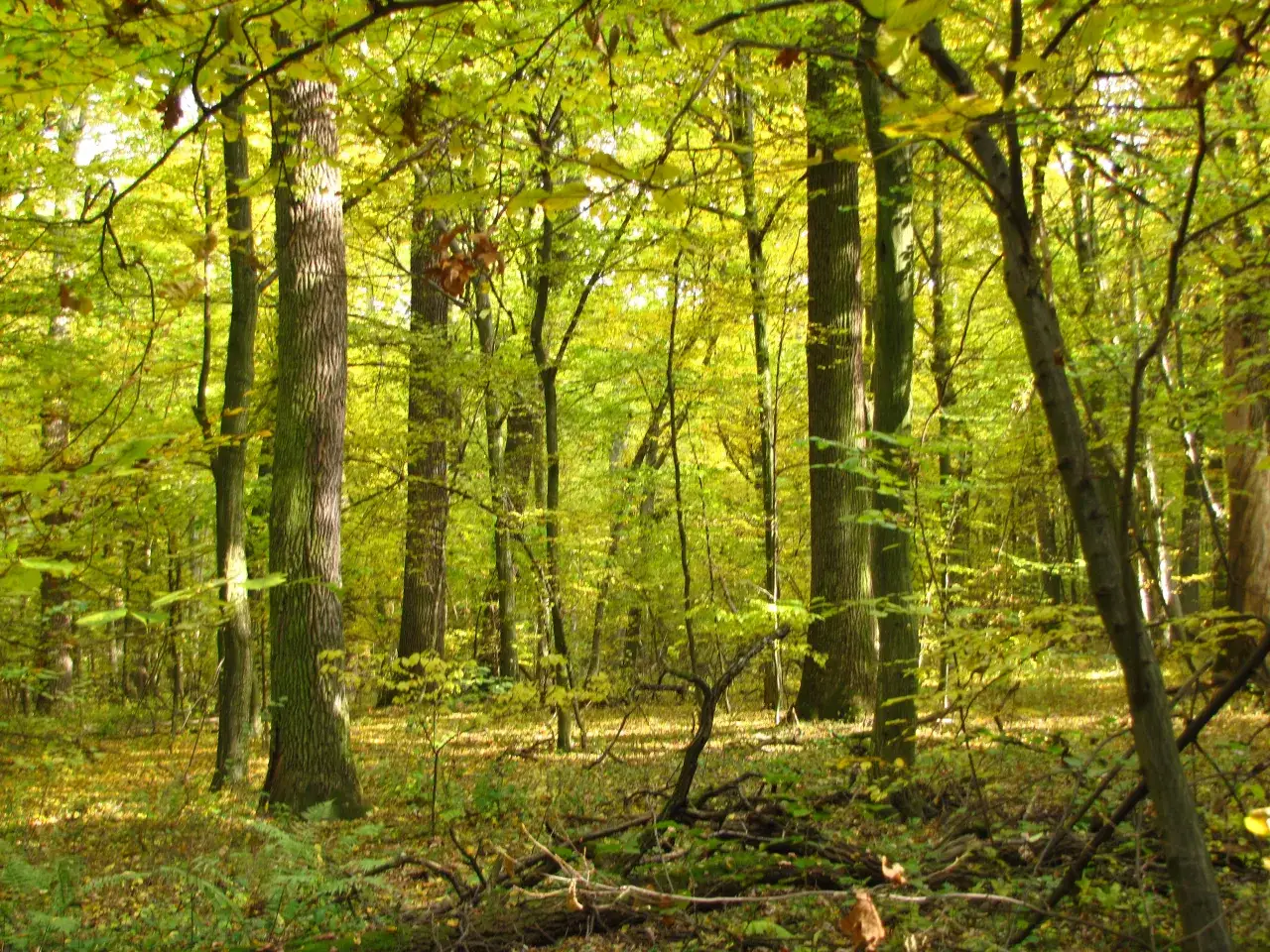 Rezerwat przyrody Chmiel - Odkryj jego unikalne piękno i atrakcje