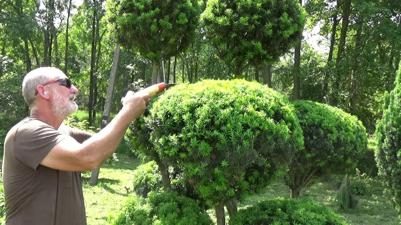 Cięcie cisów: Kiedy i jak przycinać, by cieszyć się gęstymi krzewami?