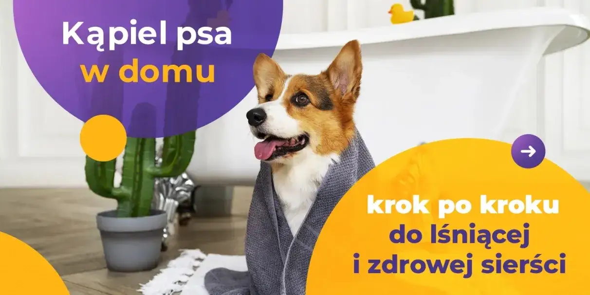 Jak zadbać o sierść psa? Najlepsze produkty i porady dla zdrowej sierści