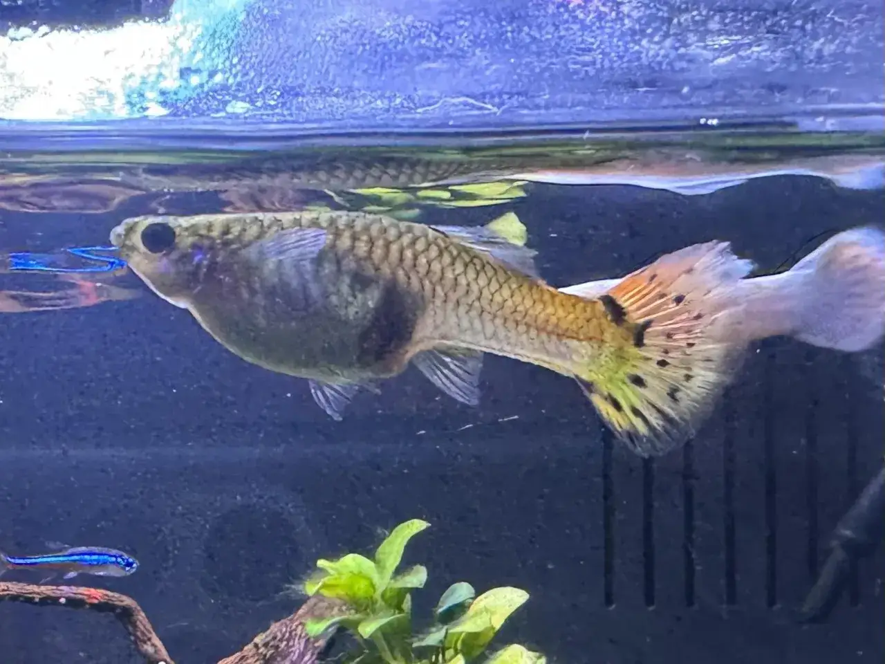 Ciężarna samica gupika z widocznym, powiększonym brzuchem pływa w akwarium.