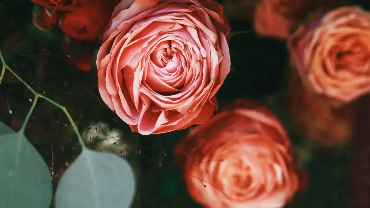 Delikatne, łososiowe róże, których 12 róż znaczenie symbolizuje wdzięczność i podziw. W tle ciemna zieleń i inne kwiaty.