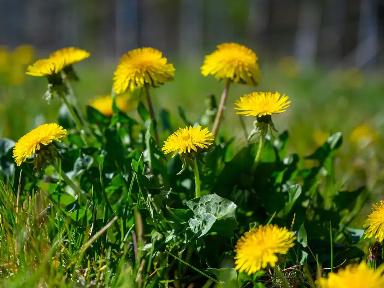 Żółte chwasty w ogrodzie? Rozpoznaj i skutecznie zwalcz!