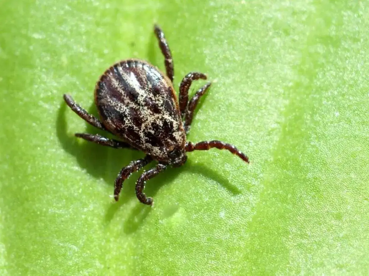 Kleszcz pospolity czy łąkowy? Który groźniejszy, jak się chronić?