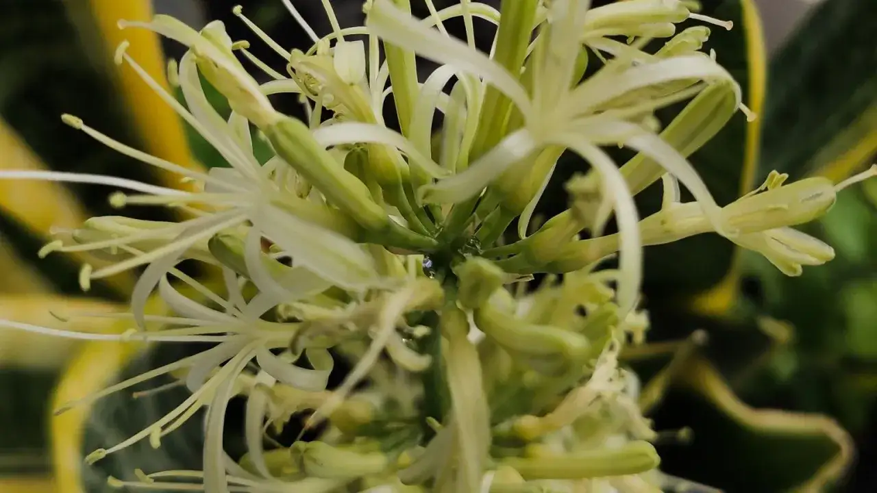 Kwitnąca sansewieria: Jak sprawić, by zakwitła w Twoim domu?