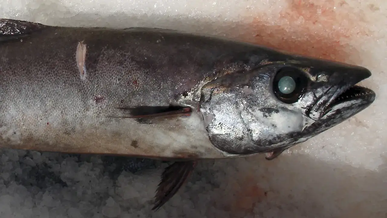 Ryba maślana: biegunka tłuszczowa i objawy nietolerancji co robić?