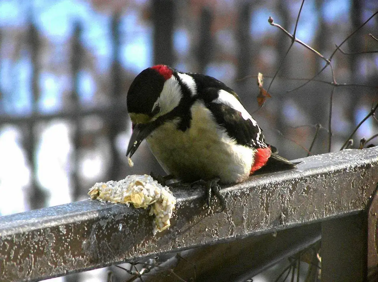Dzięcioł duży, jedzący na karmniku, potwierdza, że dzięcioły zimują w Polsce.