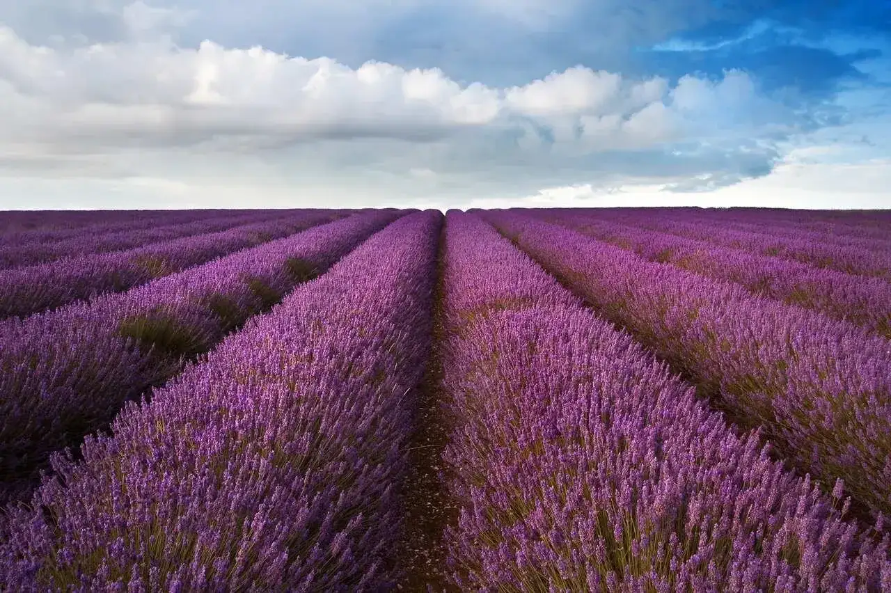 Lawenda w Polsce: kiedy kwitnie i jak mieć morze kwiatów?