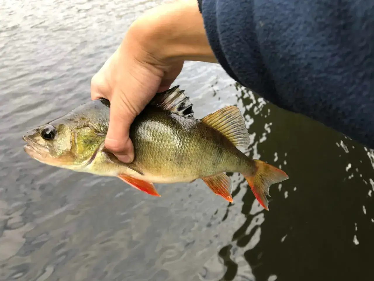 Okoń złowiony na spinning, z charakterystycznymi czerwonymi płetwami.