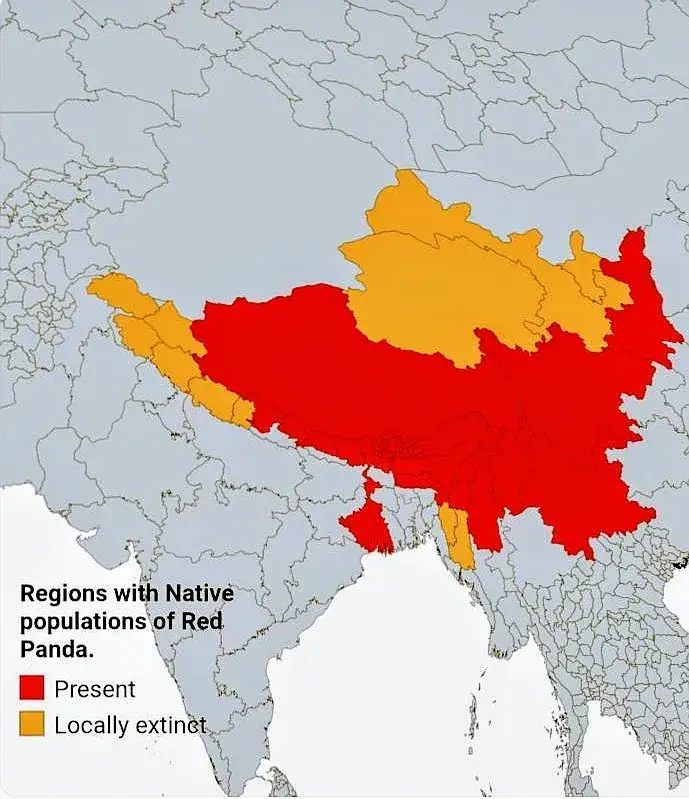 W jakim kraju żyją pandy? Odkryj ich tajemnicze siedliska