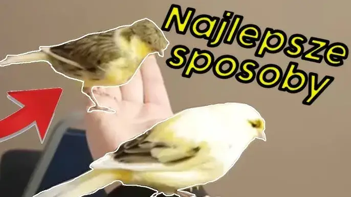 Jak złapać kanarka w prosty sposób i uniknąć stresu dla ptaka