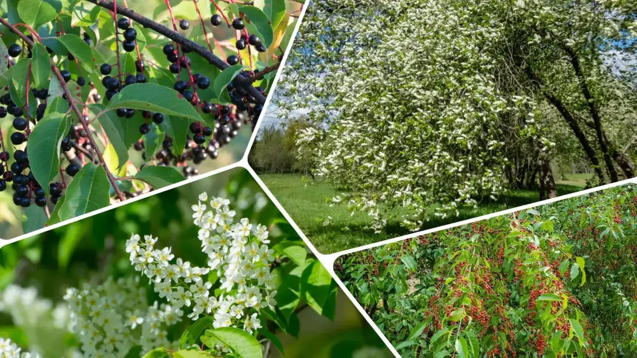 Czeremcha w pełni kwitnienia i z dojrzałymi owocami. Widać jej charakterystyczne grona białych kwiatów i ciemne lub czerwone owoce.