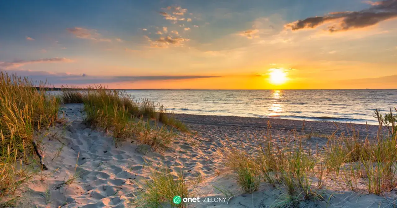 Protisty w Bałtyku: Klucz do życia, zagrożenie i ratunek dla morza?