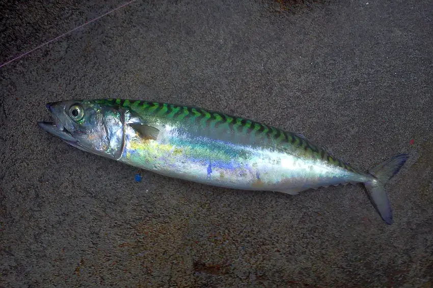 Czy makrela jest w Bałtyku? Odkryj jej sezonowe migracje i połowy