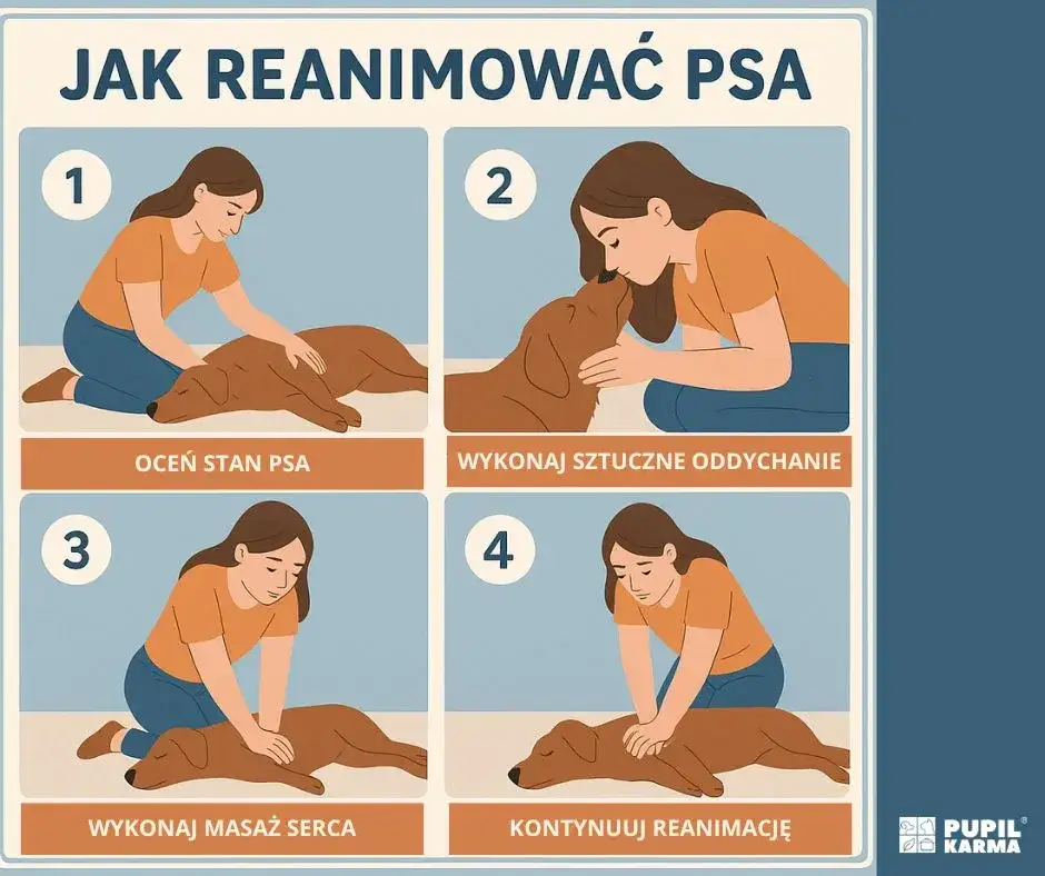 Reanimacja szczeniaka: Ratuj życie! Instrukcja RKO krok po kroku