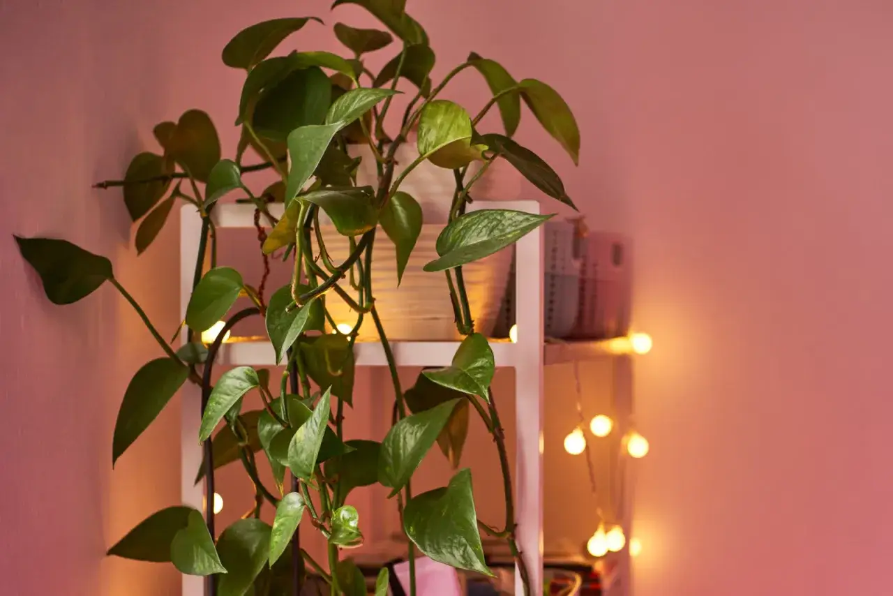 Zielony epipremnum zwisa z białej półki, a jego liście pięknie komponują się z różową ścianą i ciepłym blaskiem lampek. Idealna ziemia dla niego to lekka i przepuszczalna.