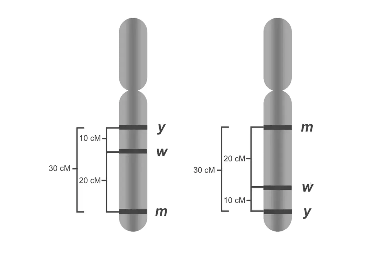 Dwa chromosomy z zaznaczonymi genami. Czy paradontoza jest dziedziczna? Analiza genów na chromosomach może pomóc odpowiedzieć na to pytanie.