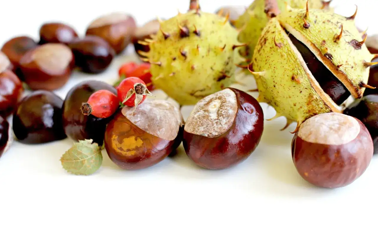 Jesienne skarby: kasztany i dzika róża. Kto śpiewał piosenkę "Kasztany"?