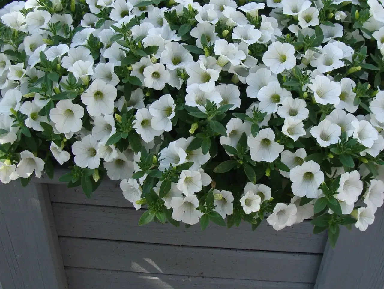 Gęsty bukiet kwiatów z białymi kwiatami, tworzący kaskadę na szarej drewnianej skrzynce.