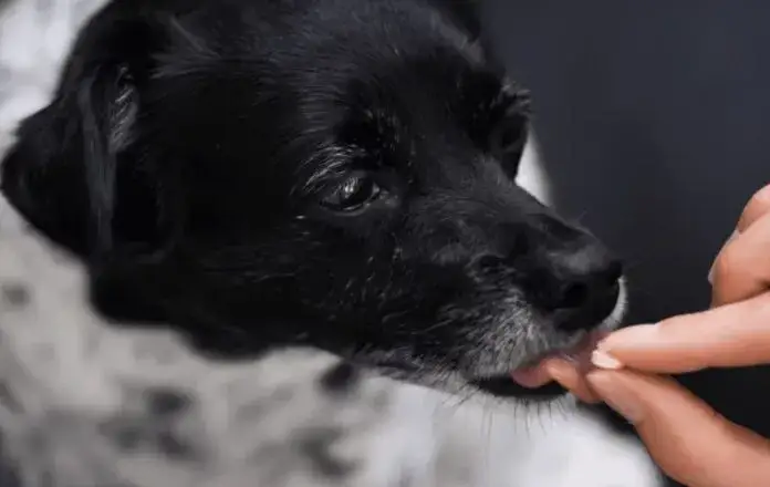 Ile węgla dla psa? Bezpieczne dawkowanie przy zatruciach i biegunce