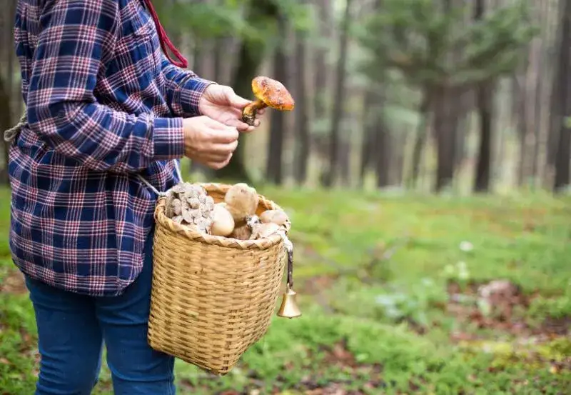 Gdzie na grzyby Szczecin? Odkryj sprawdzone lasy i zbieraj bezpiecznie!