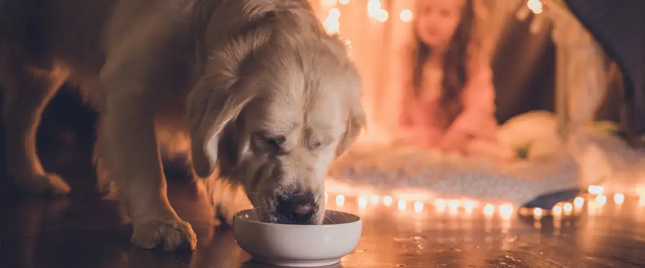 Czy pies może pić wodę z kranu? Sprawdź, co może mu zaszkodzić