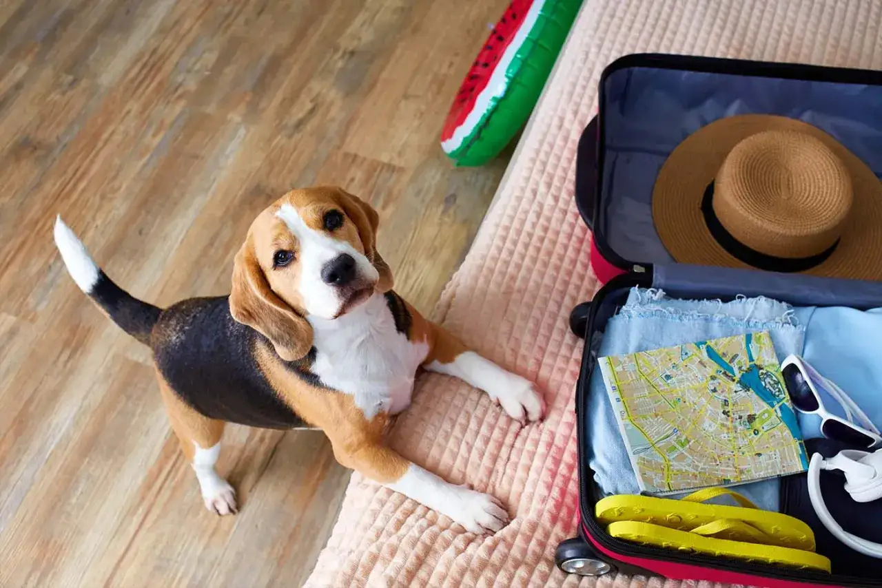 Beagle leży obok otwartej walizki, gotowy na wyjazd z psem. W walizce mapa, kapelusz i klapki.