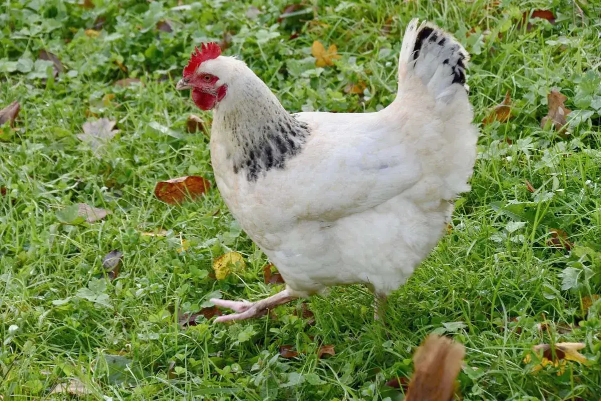 Jakie kury do przydomowej hodowli: najlepsze rasy dla Twojego ogrodu