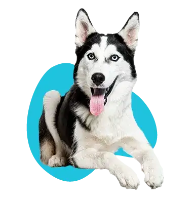 Ile kosztuje husky z hodowli? Poznaj ukryte koszty i pułapki