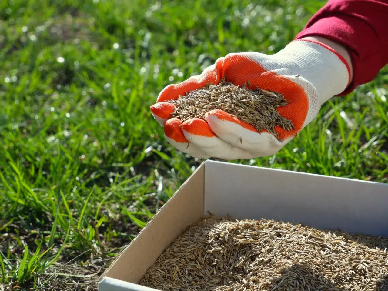 Ręka w rękawicy trzyma nasiona trawy, gotowa do siewu. To idealny moment na aerację trawnika po zimie, by zapewnić mu bujny wzrost.