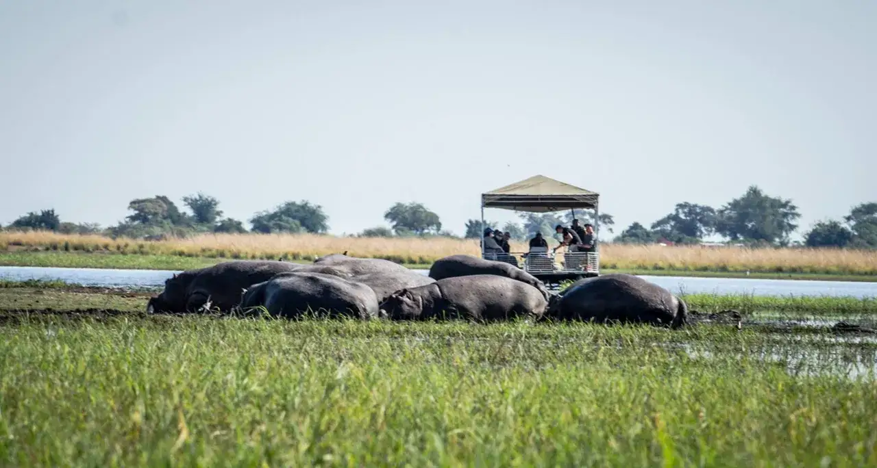 Grupa hipopotamów, zwanych też słoniami wodnymi, odpoczywa w płytkiej wodzie. Obok nich przepływa łódź z turystami.
