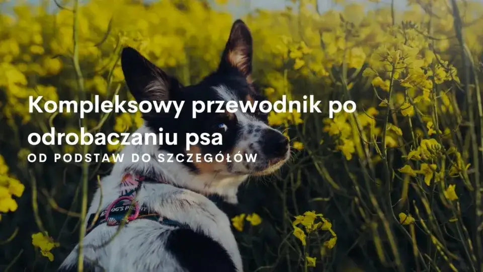 Czy odrobaczanie jest bezpieczne? Korzyści, ryzyka i ważne przeciwwskazania