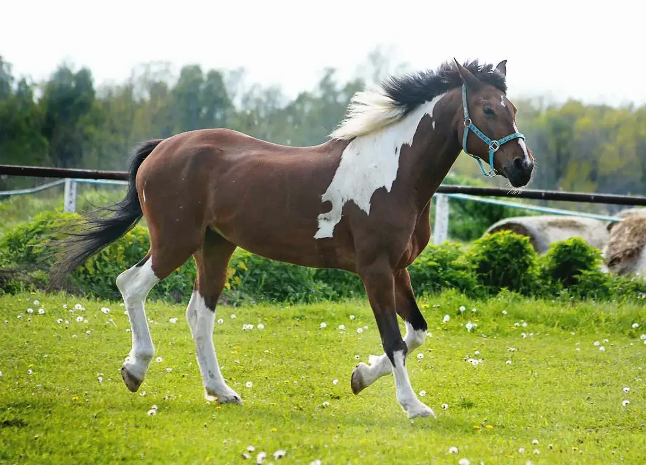 Piękny, brązowy koń w białe, nieregularne plamy, galopuje po zielonej łące pełnej mleczy.