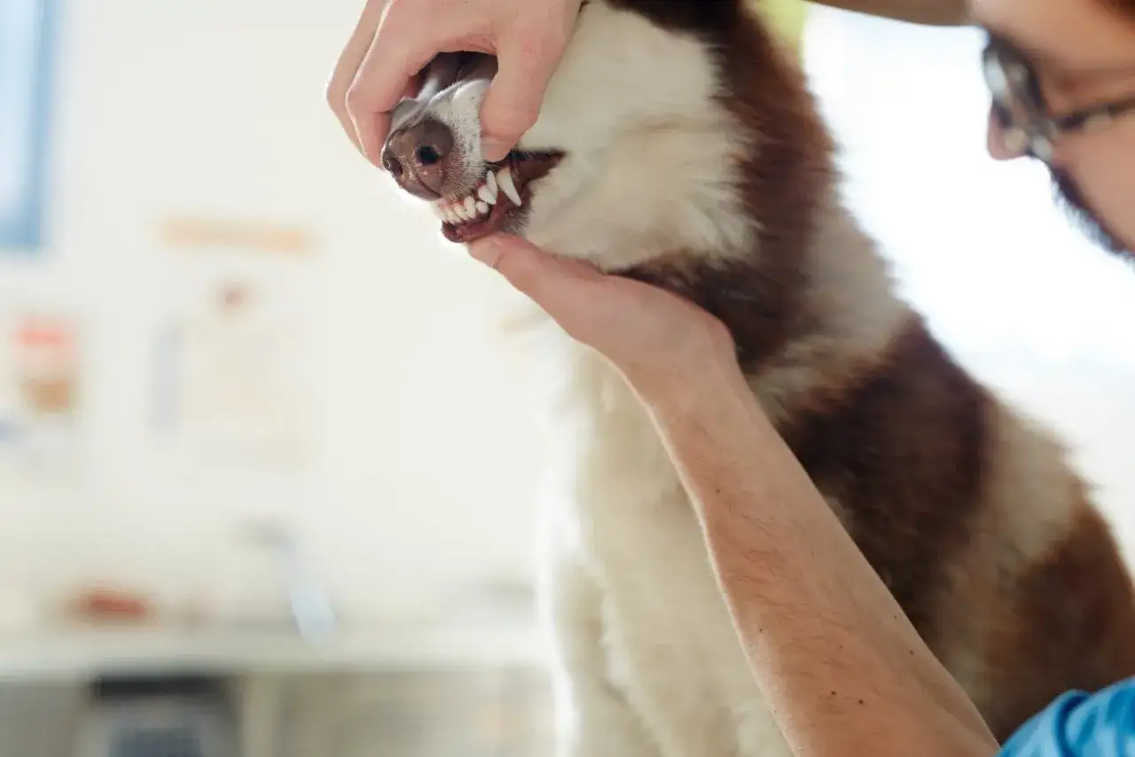 Weterynarz bada blade dziąsła u psa rasy husky. Pies ma biało-brązową sierść.