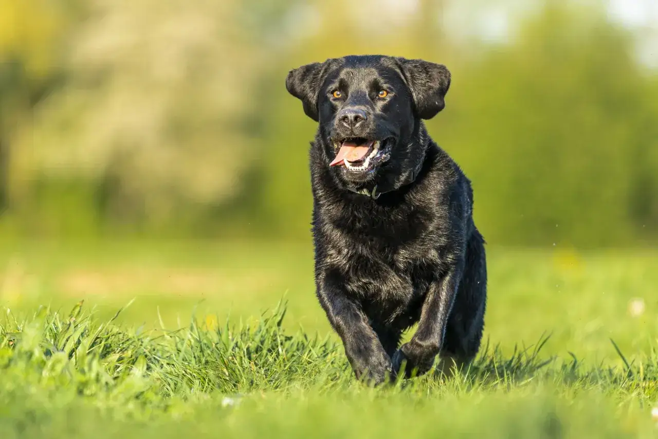 Radosny czarny labrador, suka, biegnie przez zieloną trawę, z językiem na wierzchu, w słoneczny dzień.