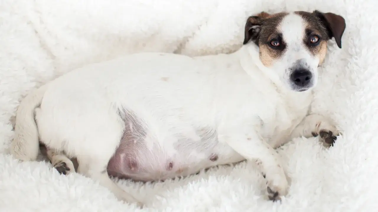 Jak rozmnażają się psy - kluczowe informacje o ciąży i opiece