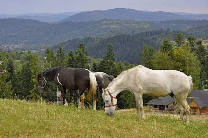 Najlepsze stadniny koni w Żywcu - gdzie znaleźć idealne miejsce?