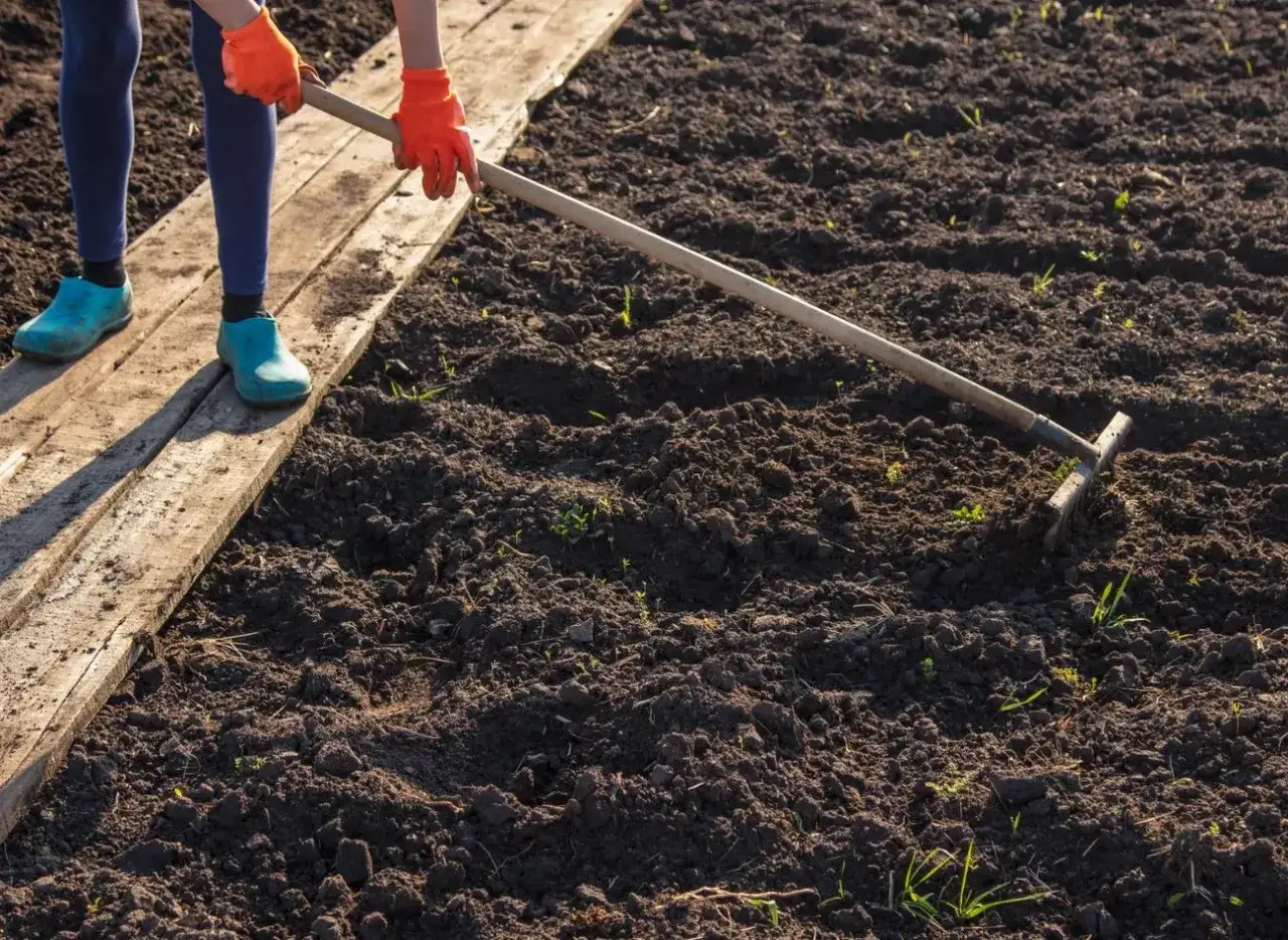 Osoba w pomarańczowych rękawiczkach i niebieskich kaloszach grabi ziemię, przygotowując ją do sadzenia. To pierwszy krok, by dowiedzieć się, jak odkwasić glebę.