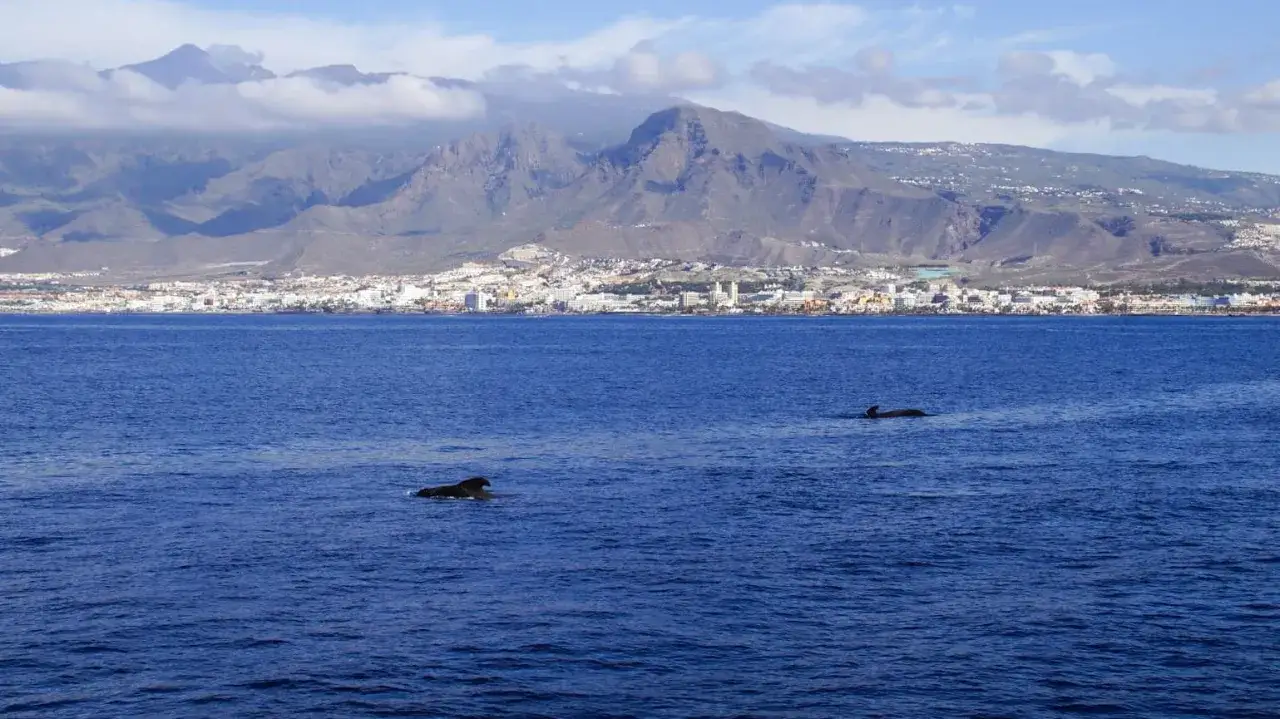 Ile kosztuje pływanie z delfinami na Teneryfie? Sprawdź ceny i oferty