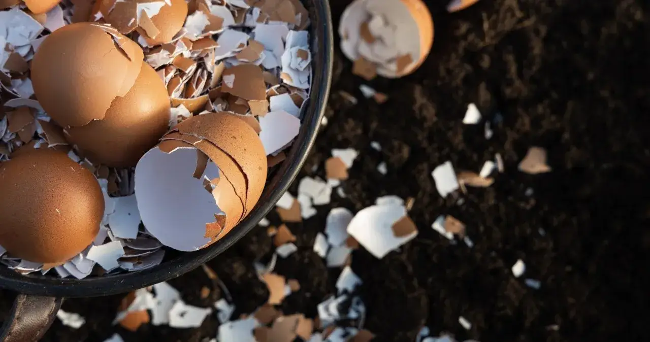 Skorupki od jajek do jakich śmieci - uniknij błędów w segregacji