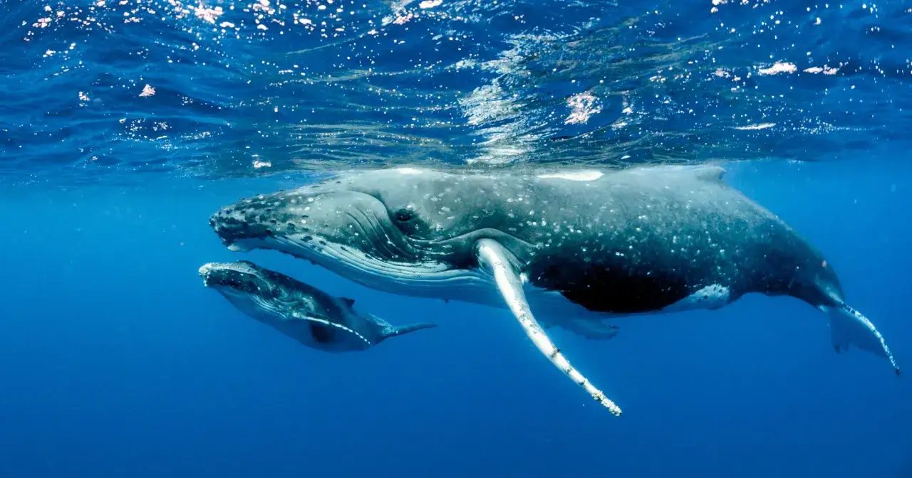 Myślę, że "Wieloryby w Bałtyku? Prawda o morskich gigantach i jedynym waleniu" będzie idealnym tytułem.
