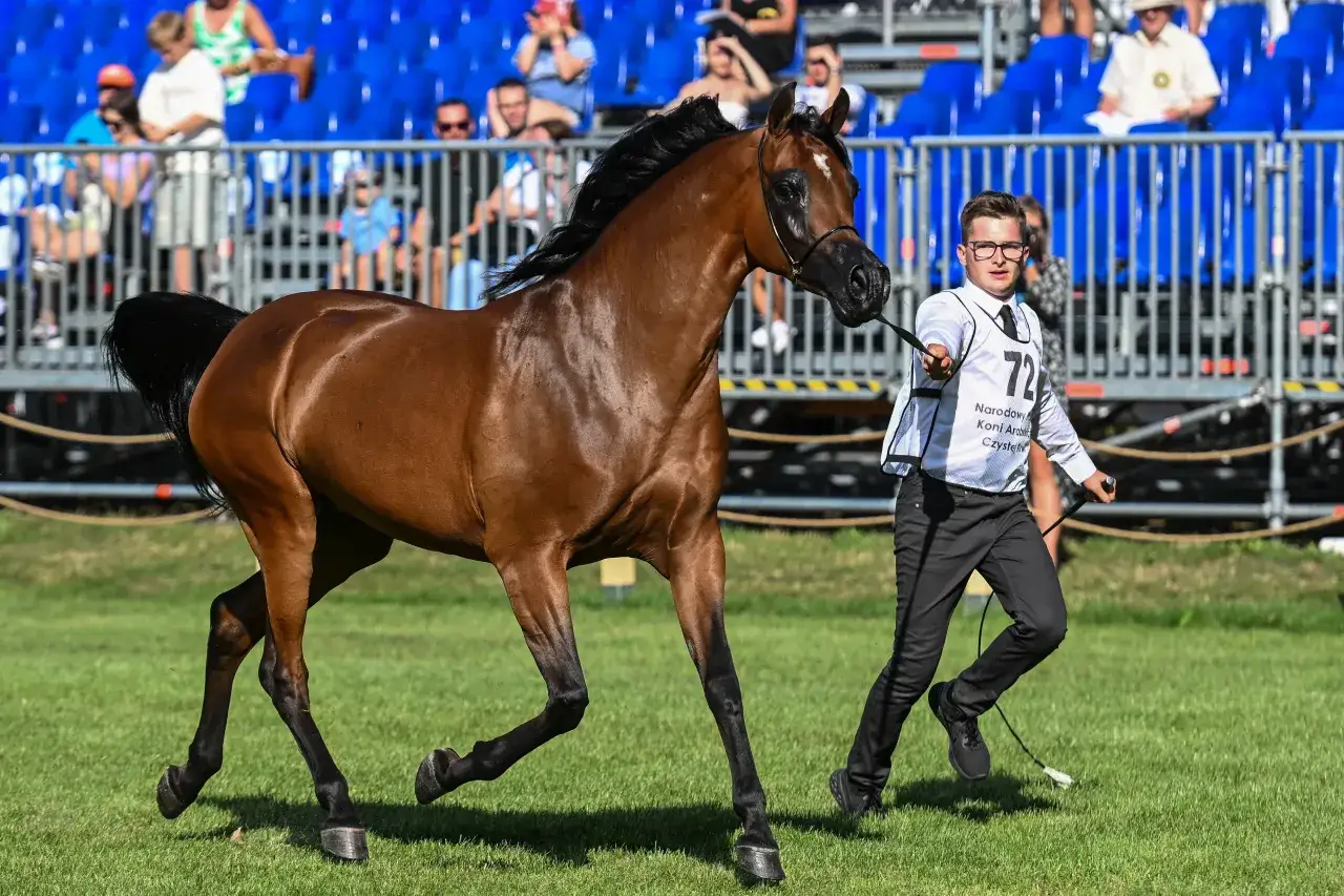 Jak kupić konia ze stadniny? Bezpieczny przewodnik dla kupujących
