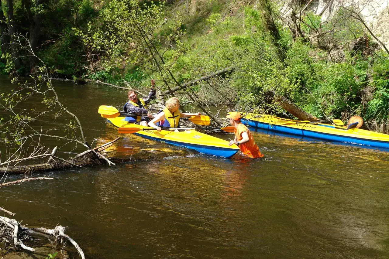 Trzy osoby w żółtych kajakach na rzece, otoczone zielenią i powalonymi drzewami.