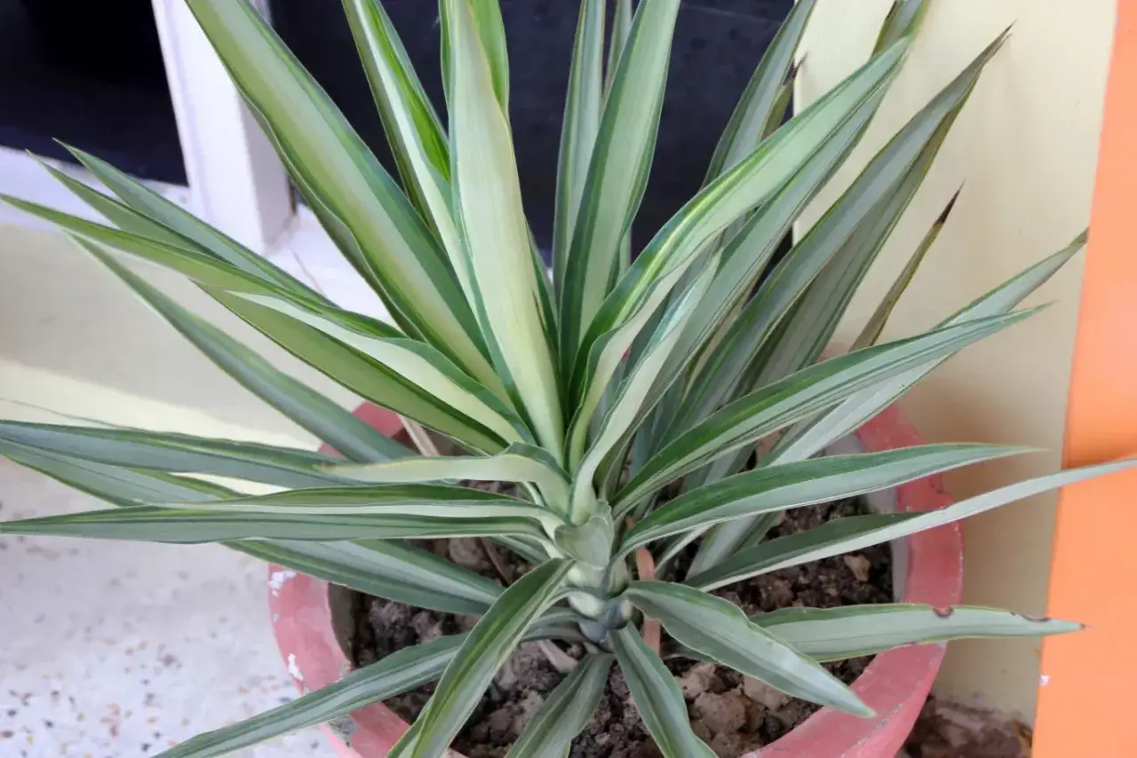 Juka w doniczce z paskowanymi liśćmi. Zastanawiasz się, dlaczego juka żółknie? Może to być wina nadmiernego podlewania lub braku słońca.