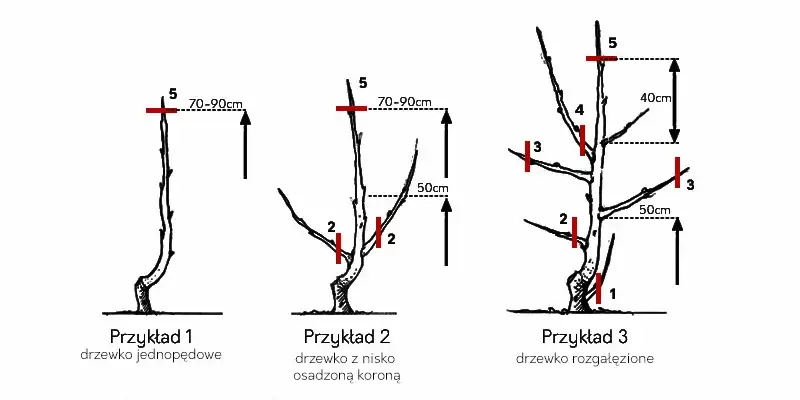 Jak przycinać drzewka owocowe? Poradnik krok po kroku