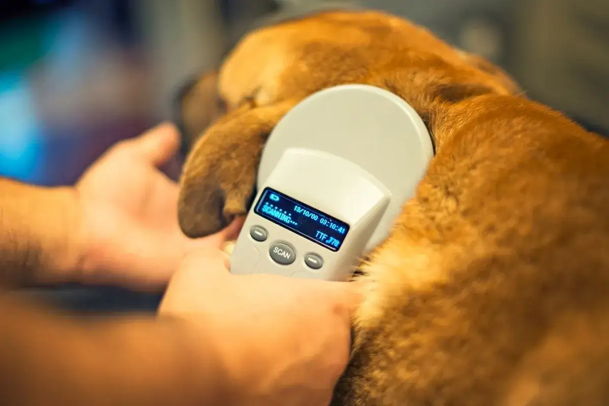 Jak wygląda chip dla psa? Odkryj jego strukturę i funkcję w ciele psa