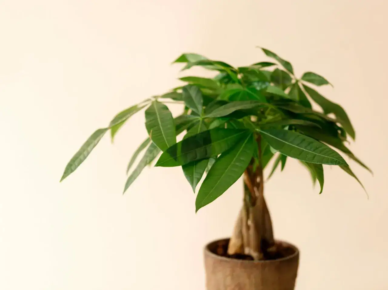 Zielona pachira w doniczce, z widocznym zaplecionym pniem. Czekamy, aż zobaczymy, jak kwitnie pachira.