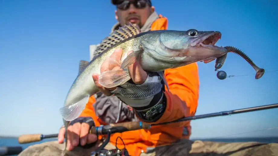 Skuteczne gumy przynęty na sandacza - wybierz najlepsze dla siebie