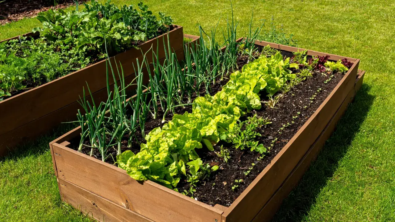 Jak zrobić skrzynię ogrodową? W drewnianej skrzyni rośnie sałata, cebula i buraki.